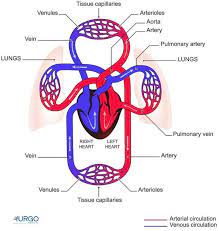 Pictures Of Cardiopulmonary System Human Circulatory System Circulatory System Circulatory System For Kids