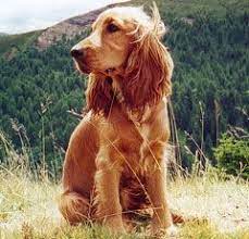 porody sobak koker spaniel anglijskij dimon kamon porody sobak spaniel shenki spanielya