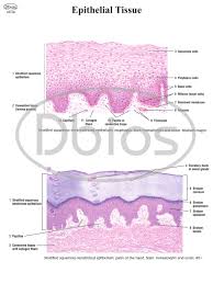 Histology Charts For Classes Not Masses