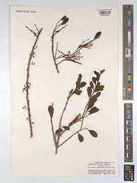 Image result for Oedina congdoniana