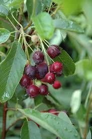 Image result for Amelanchier alnifolia