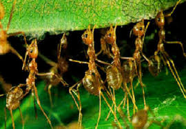 Image result for ant swarms