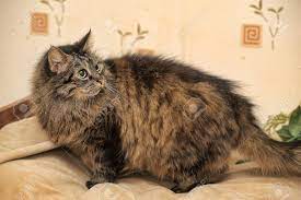 Has your cat always been brown since birth? Beautiful Fluffy Brown Cat Stock Photo Picture And Royalty Free Image Image 33316602