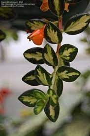 Clog Plant Guppy Plant Goldfish Plant Dibley S Gold Nematanthus Gregarius Goldfish Plant Plants Tropical Plants