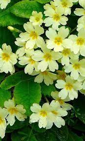 Pin On Gardening