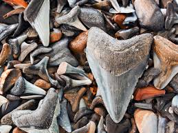 Florida By Water Hunt For Sharks Teeth National Geographic