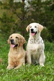 The goldador is a mix, and it probably comes from a history of mixes! Group Of Three Dogs Flat Coated Retriever And Two Golden Retri Stock Photo C Goroshnikova 7594456 Stockfresh