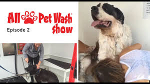 Offer valid on petsmart.com through august 2nd, 2021, @ 7:30 am est puerto rico customers: Self Serve Pet Wash Videos All Paws Pet Wash