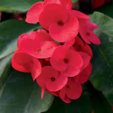 Image result for Euphorbia chevalieri