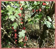 Difficile A Croire En Voyant Ces Petites Baies Rouges Mais La Bryone Dioique Ou Navet Du Diable Bryonia Dioica Est Un Erable Champetre Cucurbitacee Baie Rouge