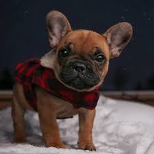 Dogs · 8 years ago. French Bulldog Frenchie Worldwide Shipping T Shirts Click To Shop Https Www Sunfrog Com Redsuns French Bulldog Puppies Bulldog Puppies Cute Animals
