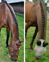 Braid dry don't braid your hair wet because it will be too heavy, says stylist kayley pak of john barrett salon. Braiding Wire For Horse Hair By Twisteezwire