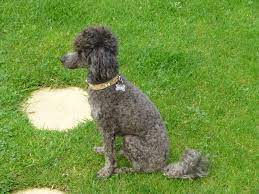 Check spelling or type a new query. Naked Skinny Mini Poodle Forum