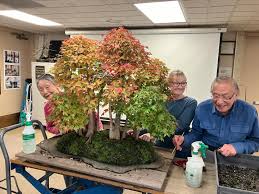 Today, we had the honor of celebrating a special day with Dr. Joseph  Gutierrez at the National Bonsai & Penjing Museum. Joe has been a dedicated  member and officer of the National
