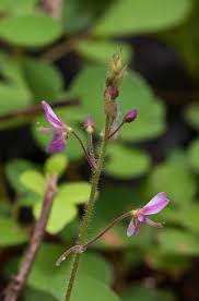 Image result for Grona adscendens