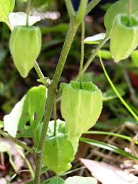 Image result for Physalis pubescens