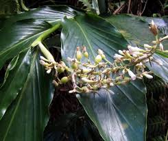 Image result for Renealmia