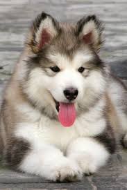 Alaskan Malamute Tap The Pin For The Most Adorable Pawtastic Fur Baby Apparel You Ll Love The Dog Clothes And Cat Clo Cute Animals Animals Animals Beautiful
