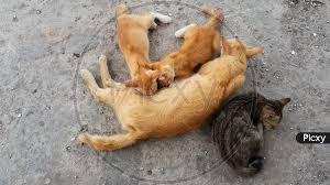 A collection of the top 73 landscape wallpapers and backgrounds available for download for free. Image Of Mother Cat Nursing Baby Kitten At Outdoor Mf292322 Picxy