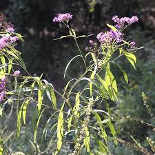 Image result for Vernonia myriantha