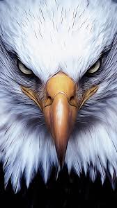 The photographer said he was 'happy with the absolutely cracking and unique picture'. Video Eagle Attitude Attitude Quotes Motivational Quotes Bald Eagle Motivation Di 2021 Patung Wallpaper Iphone Fotografi Alam