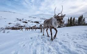 نتيجة بحث الصور عن ‪arctic caribou‬‏