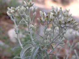 Image result for Gnaphalium