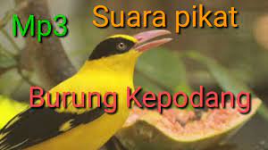 Mp3 Suara Pikat Burung Kepodang Youtube