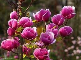 Magnolia Sweet Merlot Magnolia Flowers Garden Trees