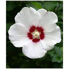 Rose Of Sharon Althea White 1 Gallon Rose Of Sharon Hibiscus Plants
