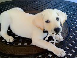 Find the perfect puppy for sale in california at next day pets. Puppy Puppies Cute Animal Pictures Funny Animals