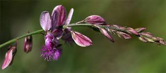 Image result for Polygala hottentotta