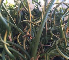 Image result for Juncus exsertus