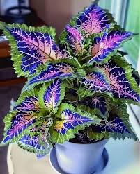 Image result for Coleus foliatus
