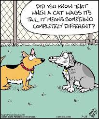 Oh My Freaking Stars Cat Tails Wags Funny Cartoons Jokes Funny Cartoons Cartoon Jokes