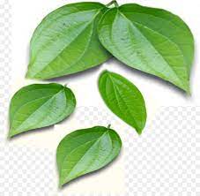 Manfaat daun sirih untuk kesehatan. Basil Leaf