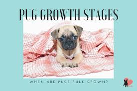 Apart from color variations, there is just one type of pug. When Are Pugs Full Grown Growth Chart Included