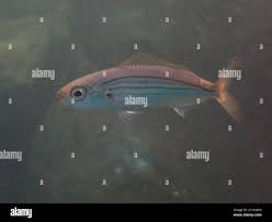 Image result for Boops boops