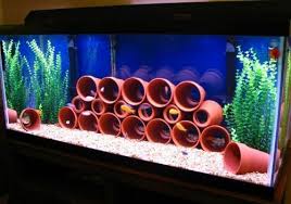 Need Advice On African Cichlid Tank Build African Cichlid Tank African Cichlid Aquarium African Cichlids