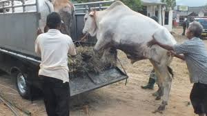 Beberapa waktu lalu tagar, sempat mewawancarai tokoh agama aceh untuk menceritakan kembali kisah yang dialami nabi ibrahim. Idul Adha Di Masa Pandemi Covid 19 Bagaimana Pelaksanaan Kurban Bbc News Indonesia