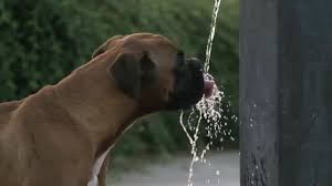 Upload, livestream, and create your own videos, all in hd. 104 Cute Puppy Drinking Water Stock Videos Royalty Free Cute Puppy Drinking Water Footage Depositphotos