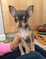 6 Unbelievable Training Chihuahuas With Praise And Affection Ideas Teacup Chihuahua Puppies Chihuahua Puppies Cute Chihuahua
