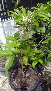 Check spelling or type a new query. Daun Rambutan Seperti Terbakar Mirip Tip Burn Pada Mangga Kebunpedia