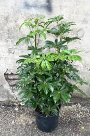 Image result for Schefflera
