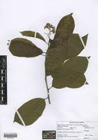 Image result for Ehretia cymosa