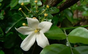 Wrapped in white to lavender hues, aak features tapering petals. Know About The Most Beautiful Flower In The World Kamini