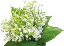 Diena pēc gregora kalendāra (122. Download Tubes 1 Mai Muguet Png Muguet Png Png Image With No Background Pngkey Com