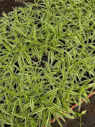 Image result for Chlorophytum lancifolium