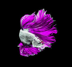 These many pictures of purple betta fish for sale list may become your inspiration and betta fish betta fish ideas bettafish fishbetta live betta fish from purple betta fish for sale betta fish betta fish. Purple Dragon Siamese Fighting Fish Betta Fish Isolated On Black Background Stock Photo Image Of Dragon Hobby 124590900