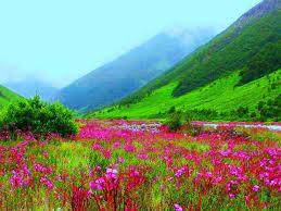 We did not find results for: Seven Wonder Places Of India The Flower Valley In Uttarakhand Nativeplanet
